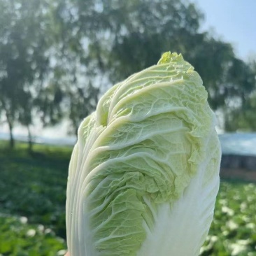 大量黄心白菜大量供应基地直发欢迎咨询