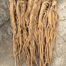 甘肃水洗独活