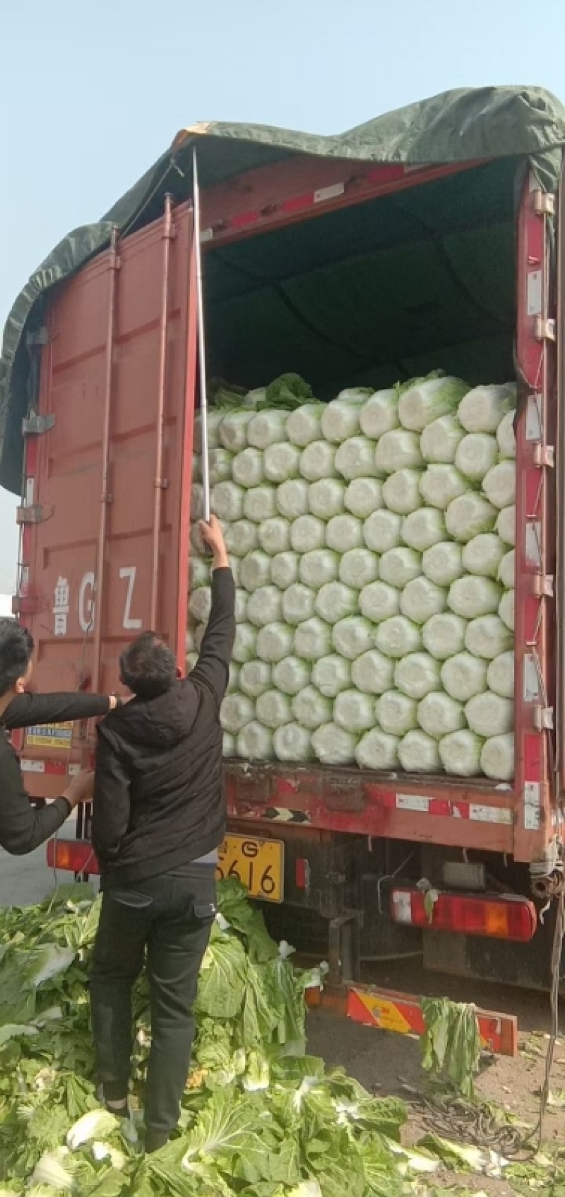 大量黄心白菜大量供应基地直发欢迎咨询