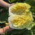 大量黄心白菜大量供应基地直发欢迎咨询