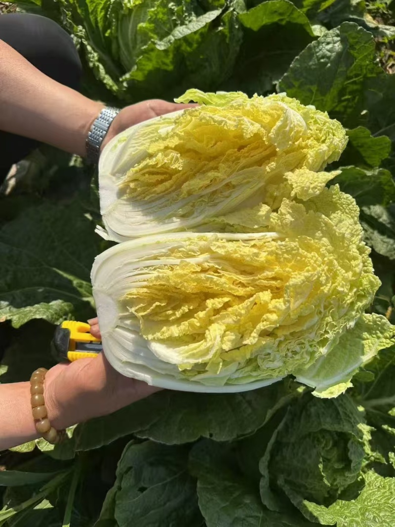 大量黄心白菜大量供应基地直发欢迎咨询