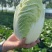 大量黄心白菜大量供应基地直发欢迎咨询