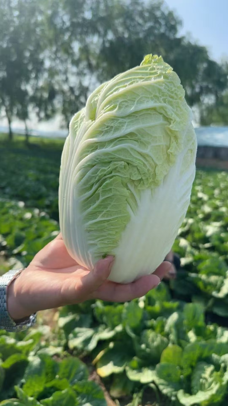 大量黄心白菜大量供应基地直发欢迎咨询