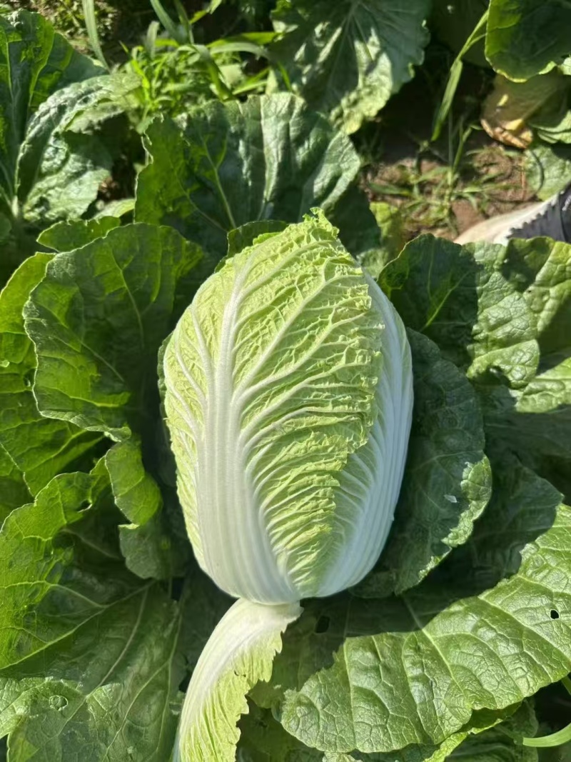 大量黄心白菜大量供应基地直发欢迎咨询