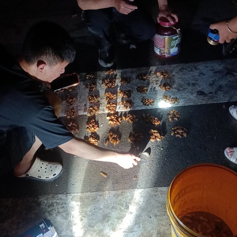 徐州沛县金蝉已经大量上市，要货的老板请和我联系