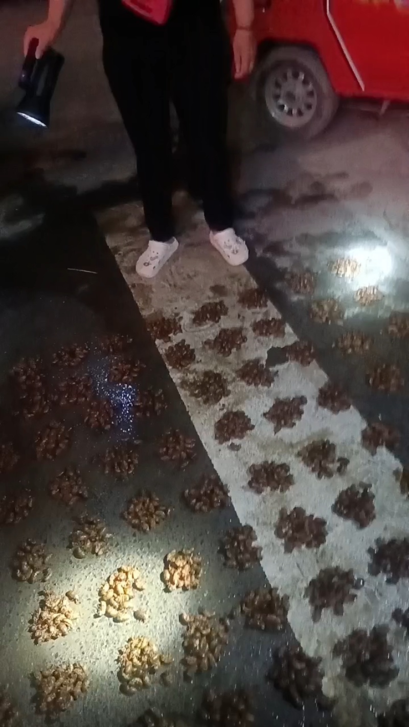徐州沛县金蝉已经大量上市，要货的老板请和我联系