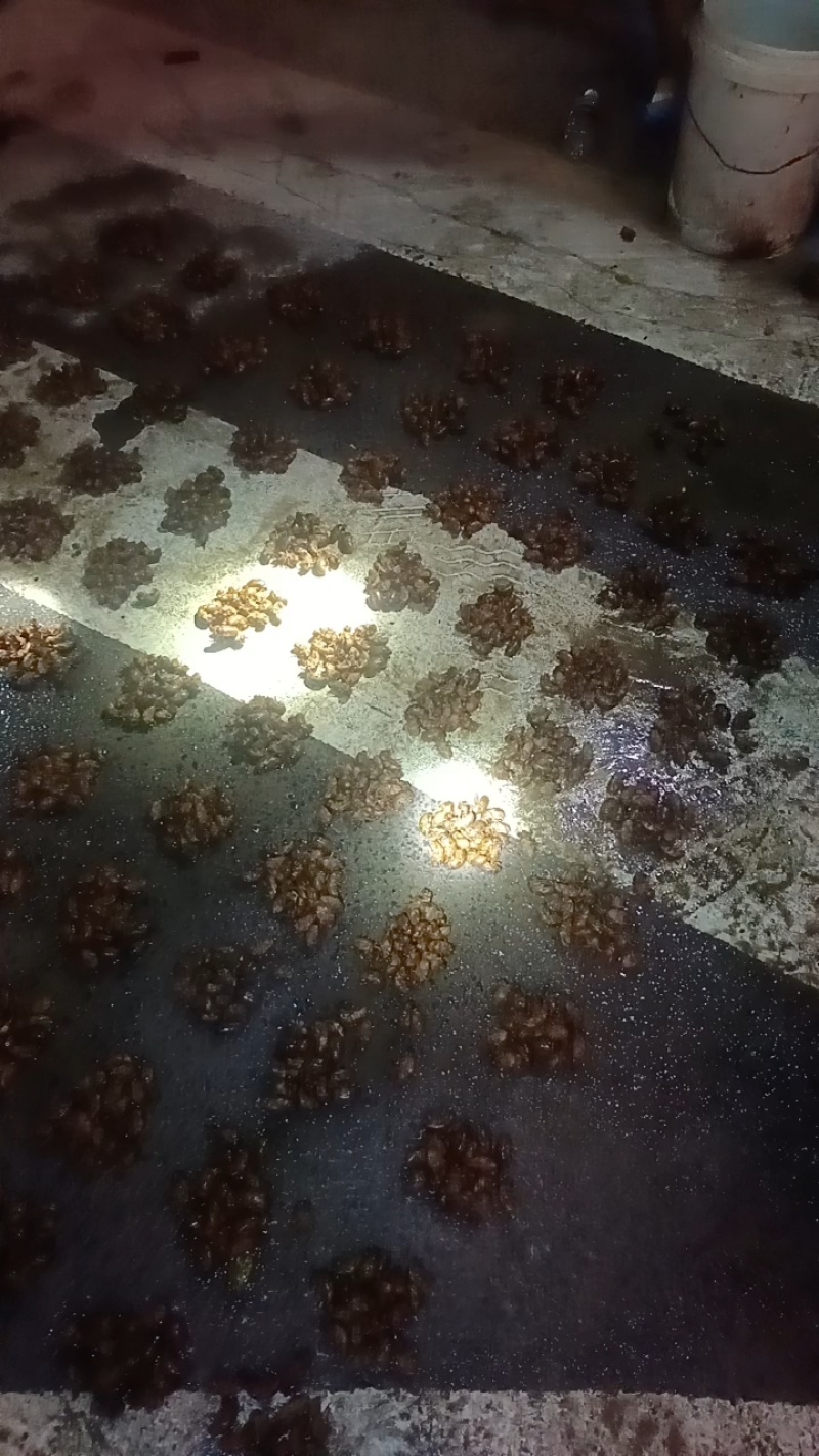 徐州沛县金蝉已经大量上市，要货的老板请和我联系
