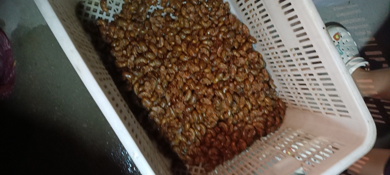 徐州沛县金蝉已经大量上市，要货的老板请和我联系