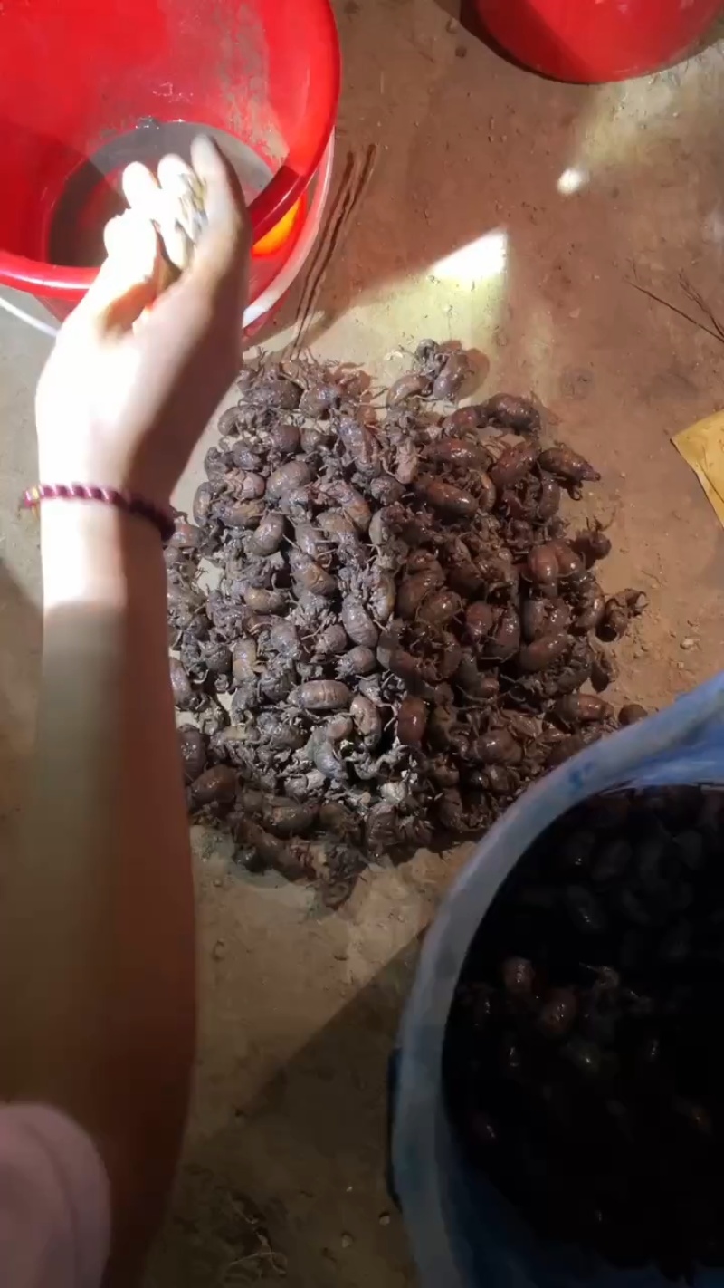 徐州沛县金蝉已经大量上市，要货的老板请和我联系