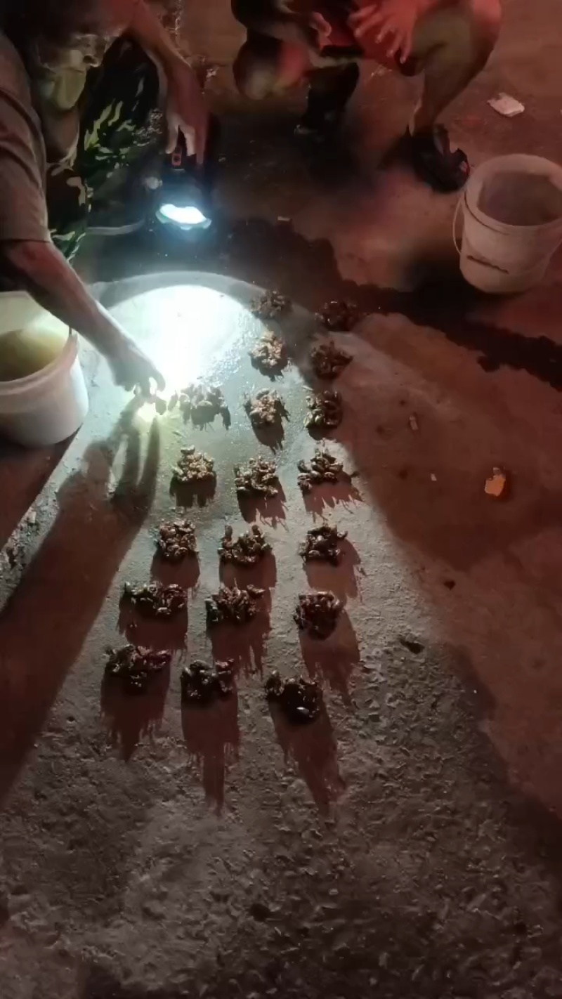 徐州沛县金蝉已经大量上市，要货的老板请和我联系