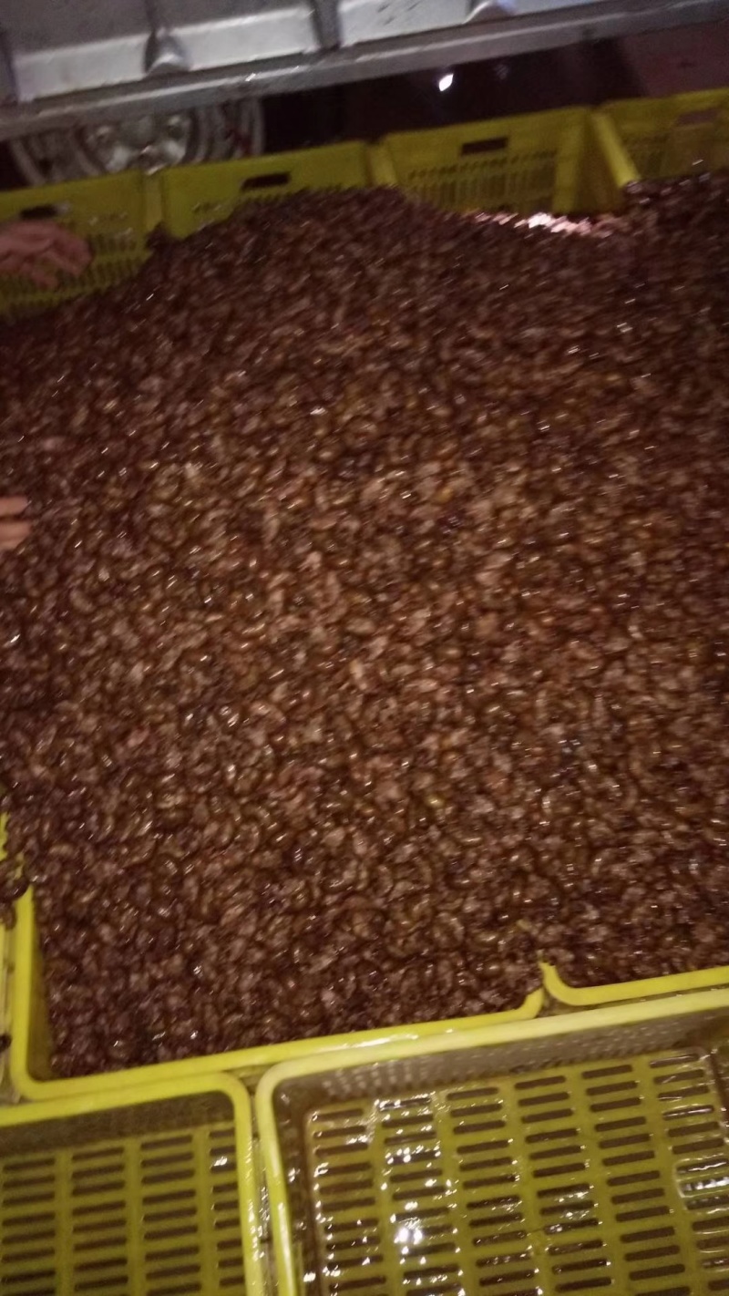 徐州沛县金蝉已经大量上市，要货的老板请和我联系