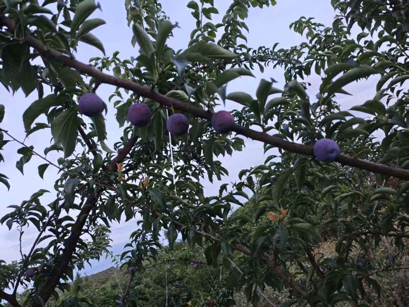 五月脆李子货源充足量大从优质量保证欢迎咨询
