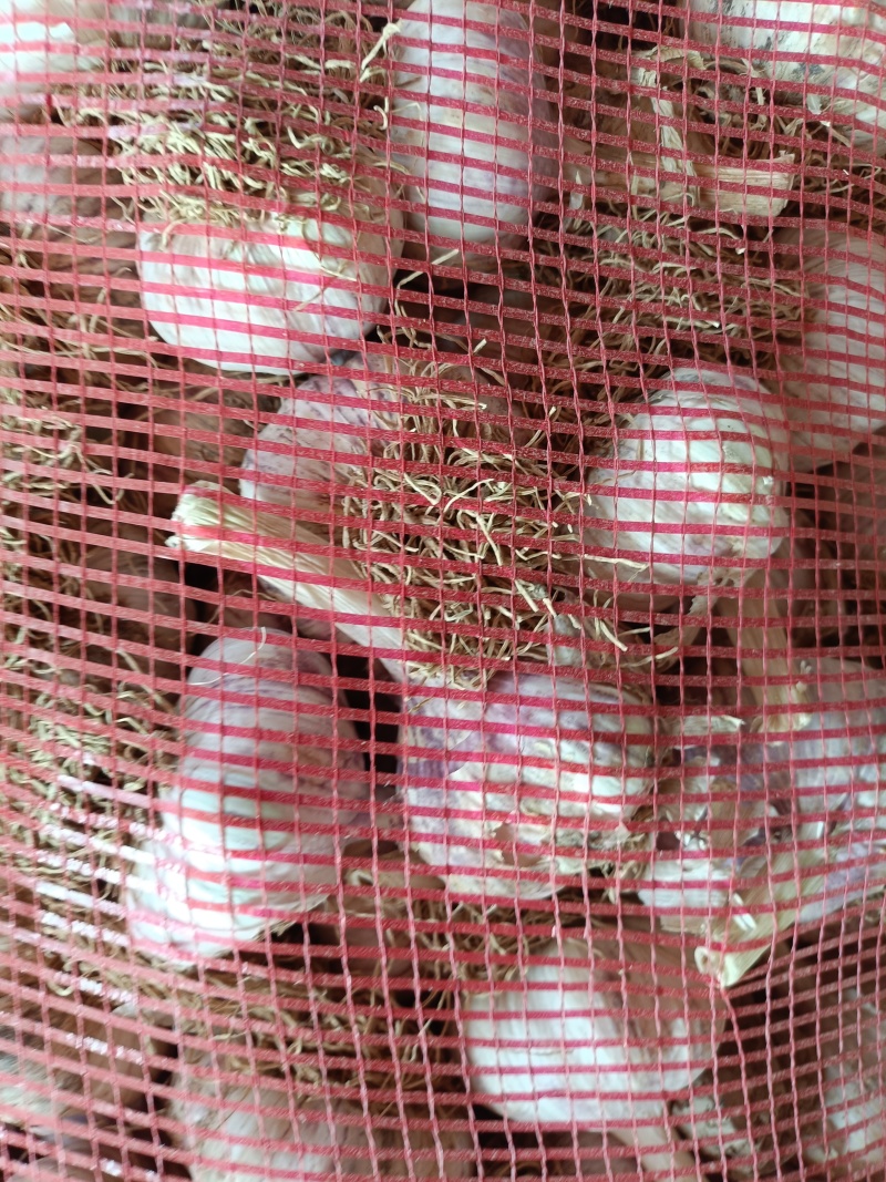山东精品大蒜紫皮蒜商河大青稞蒜种量大从优