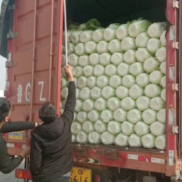 大量甘蓝大量供应基地直发欢迎咨询