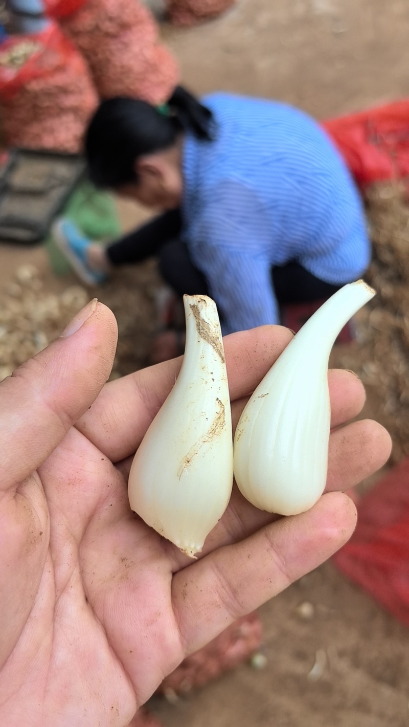 藠头，新鲜个大，现货现挖