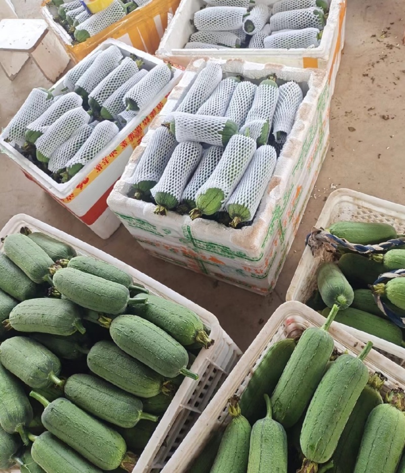 浙江丝瓜鲜花丝瓜肉丝瓜油皮丝瓜基地直供量大优全国发