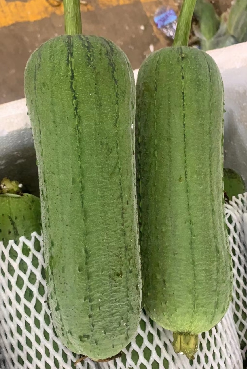 浙江丝瓜鲜花丝瓜肉丝瓜油皮丝瓜基地直供量大优全国发