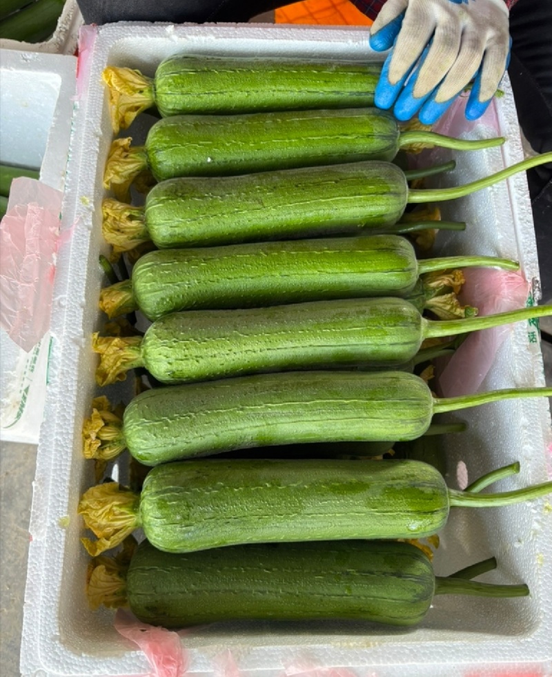 浙江丝瓜鲜花丝瓜肉丝瓜油皮丝瓜基地直供量大优全国发
