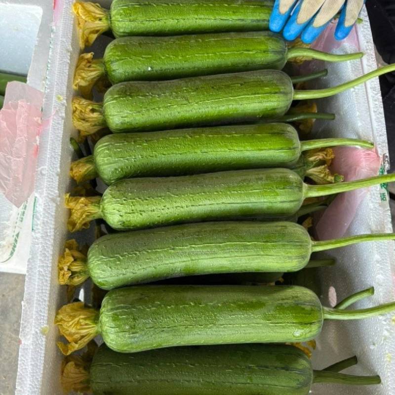 浙江丝瓜鲜花丝瓜肉丝瓜油皮丝瓜基地直供量大优全国发