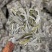 2025年白毫银针饼干茶，口感鲜爽甘甜，花香浓郁