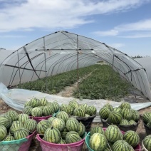 六月上市新民产地直销价格大跳水价格美丽