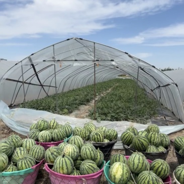 黑皮花皮甜王西瓜大量上市，想要优质货的老板联系我诚信合作