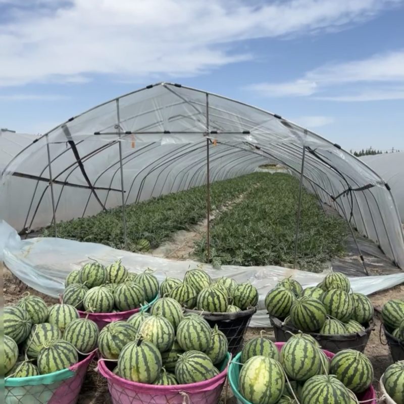 黑皮花皮甜王西瓜大量上市，想要优质货的老板联系我诚信合作