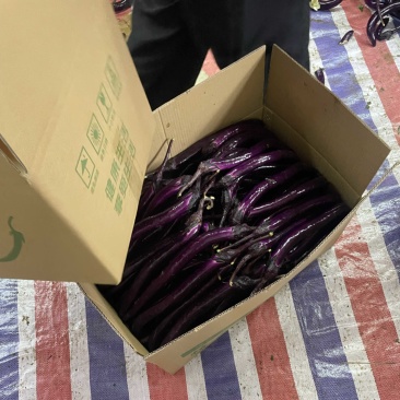 大量上市【安徽高山精品线茄】产地直发货源充足诚信经营
