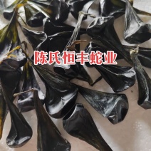 蟒蛇胆,大蛇胆,进口蟒蛇胆,进口大蛇胆