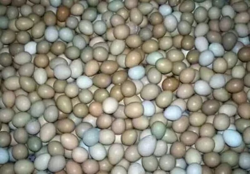 山东七彩野鸡蛋，新鲜，保质保量，大量有货欢迎订购
