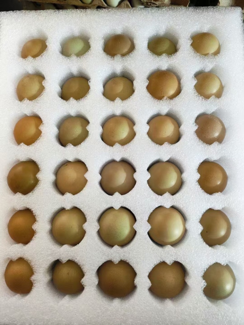 山东七彩野鸡蛋，新鲜，保质保量，大量有货欢迎订购