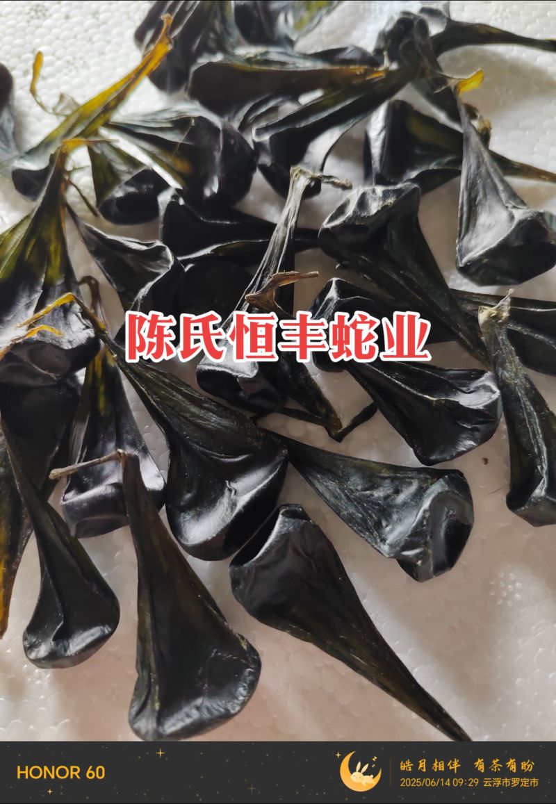 蟒蛇胆,大蛇胆,进口蟒蛇胆,进口大蛇胆