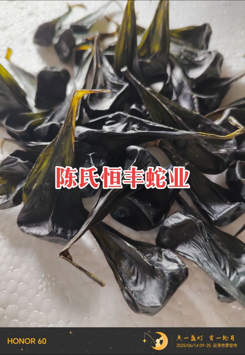 蟒蛇胆,大蛇胆,进口蟒蛇胆,进口大蛇胆