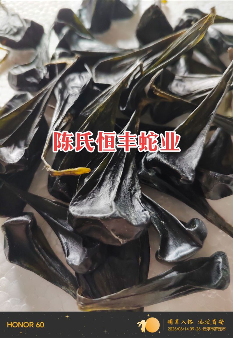 蟒蛇胆,大蛇胆,进口蟒蛇胆,进口大蛇胆