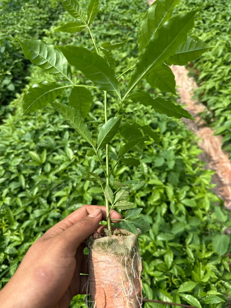 三叉苦小杯苗基地一手货源