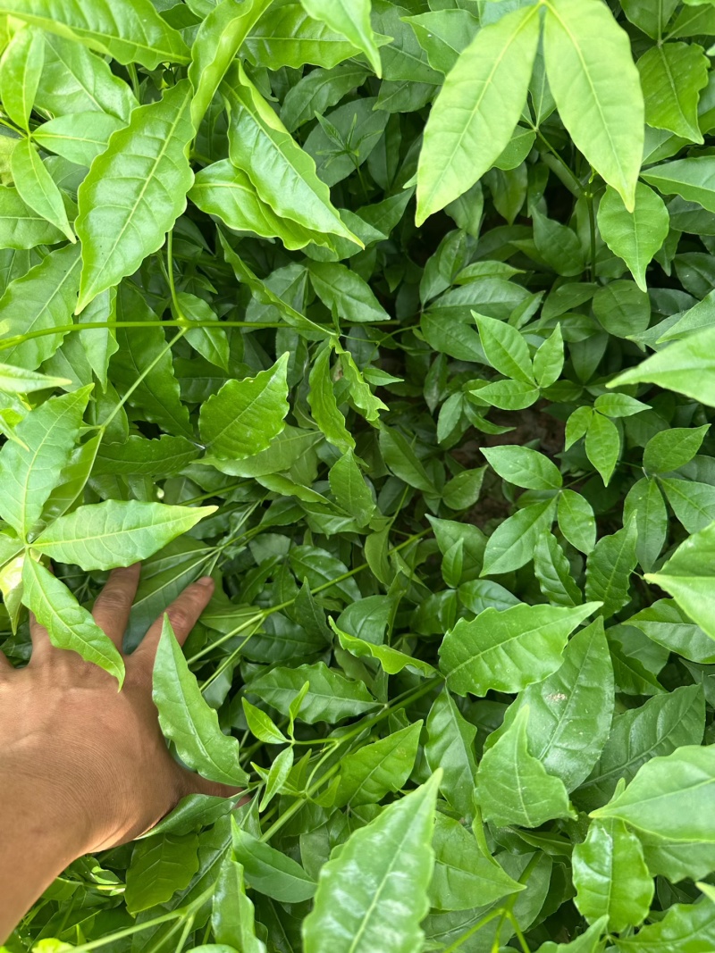 三叉苦小杯苗基地一手货源