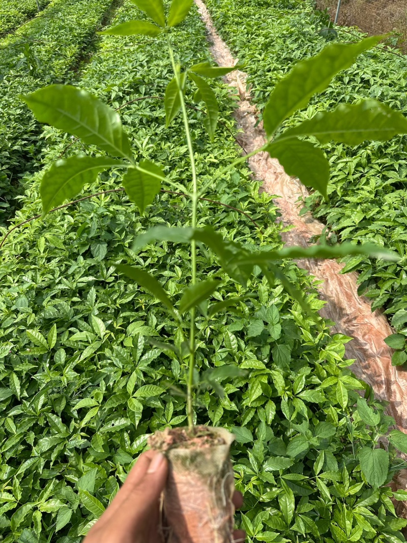 三叉苦小杯苗基地一手货源