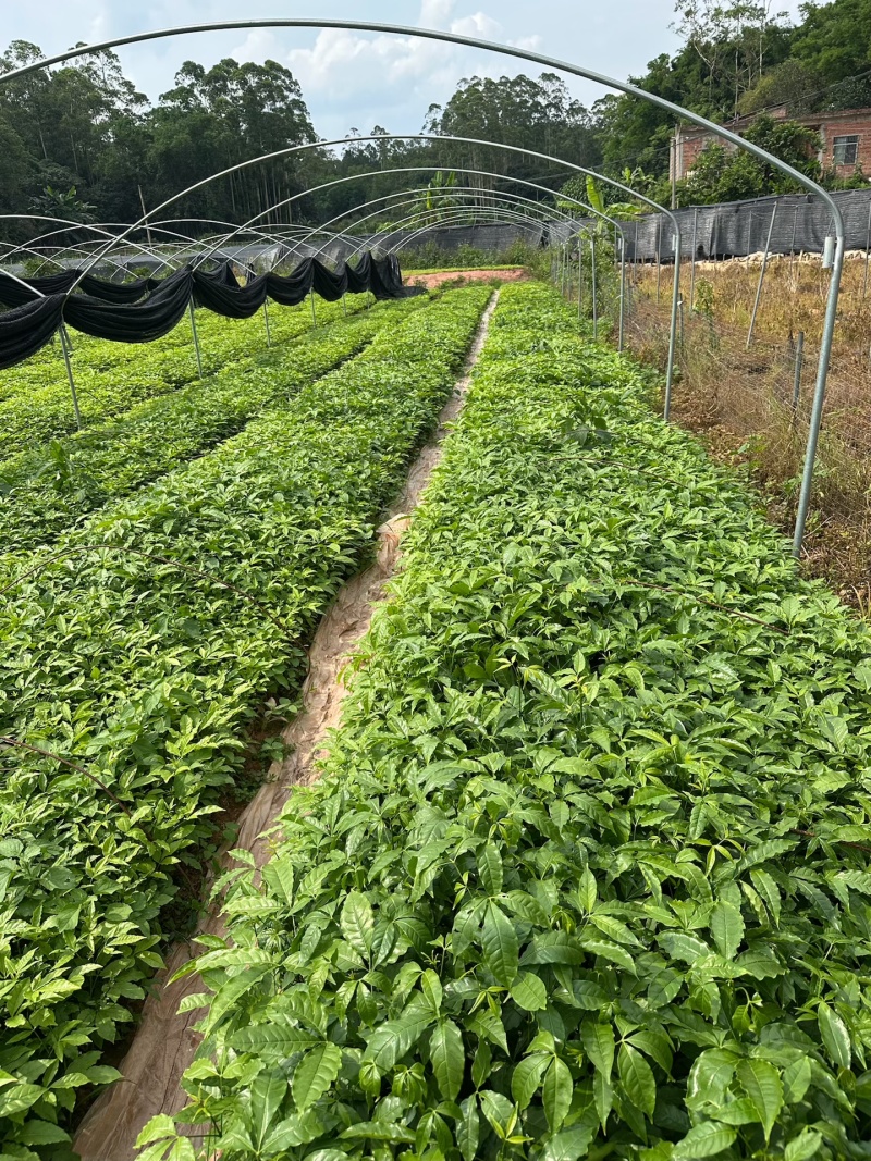 三叉苦小杯苗基地一手货源