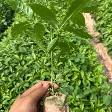 三叉苦小杯苗基地一手货源