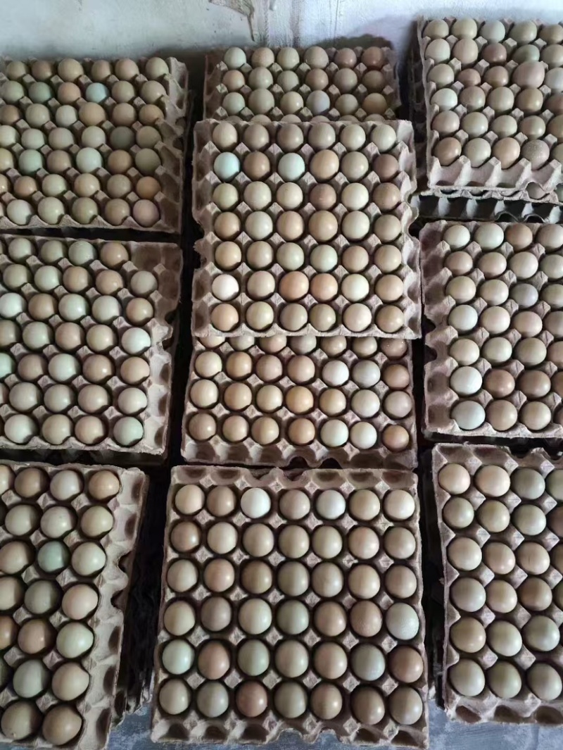 山东精品野鸡蛋，大量有货，支持零售批发，可现场看货