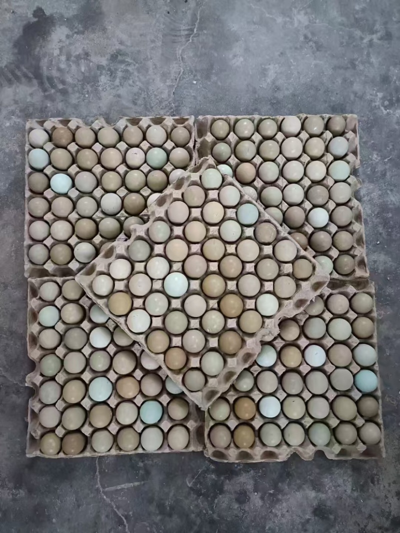 山东新鲜野鸡蛋，保质保量，大量有货欢迎订购。