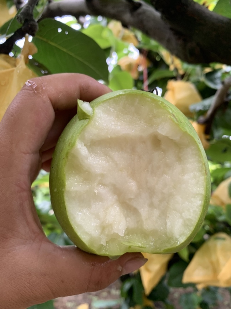 精品梨翠玉梨基地直发价格实惠量大从优质量保证