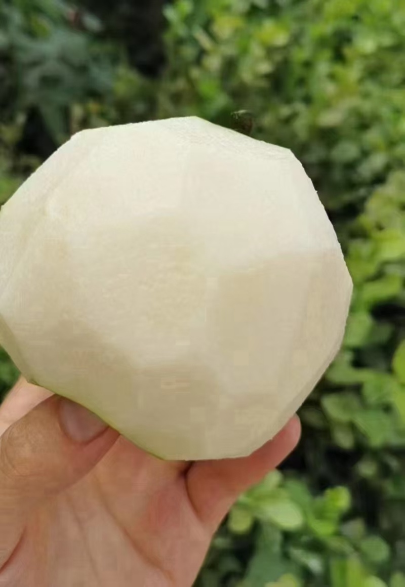 精品梨翠玉梨基地直发价格实惠量大从优质量保证