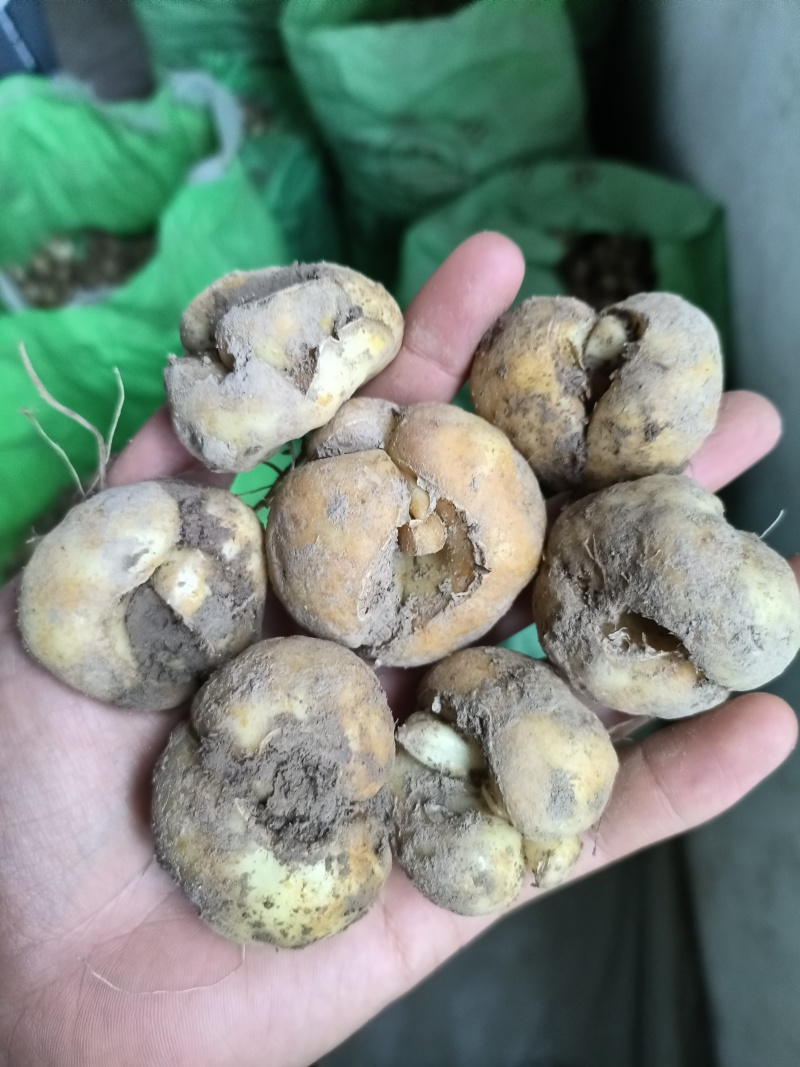 浙贝母，优质贝母大量供应！欢迎新老朋友前来洽谈合作！