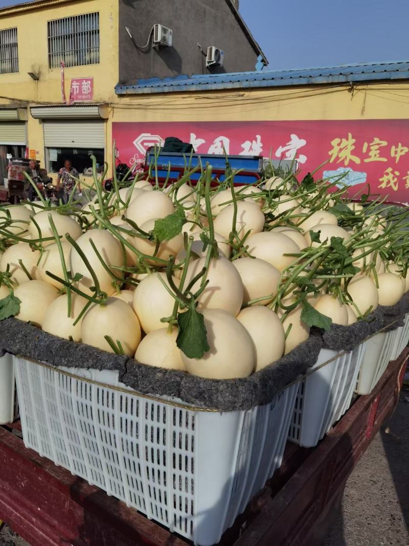 红金密供应各大批发市场，电商以及超市，诚信合作