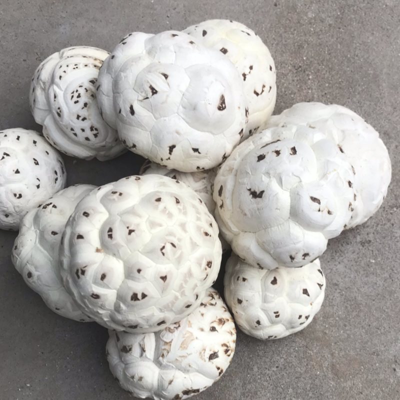 泌阳天白花菇