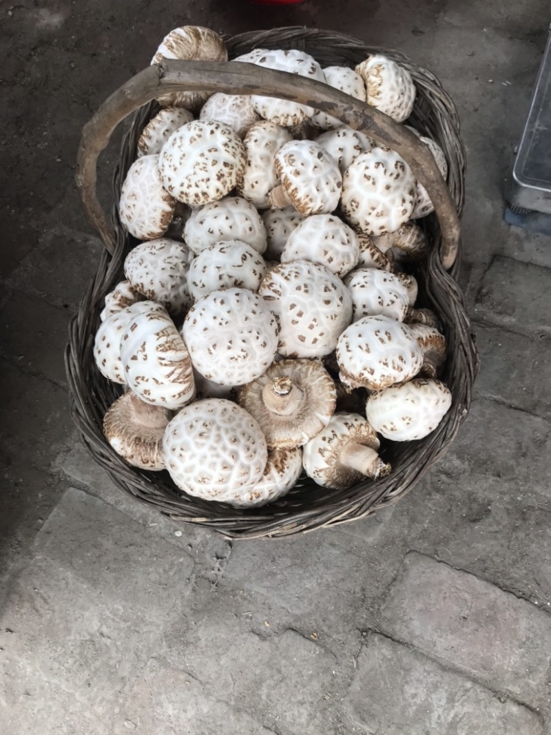 泌阳天白花菇
