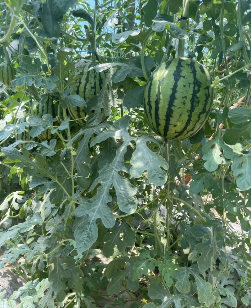 黑皮花皮甜王西瓜大量上市，想要优质货的老板联系我诚信合作