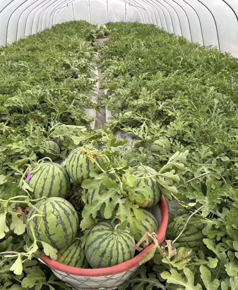 黑皮花皮甜王西瓜大量上市，想要优质货的老板联系我诚信合作