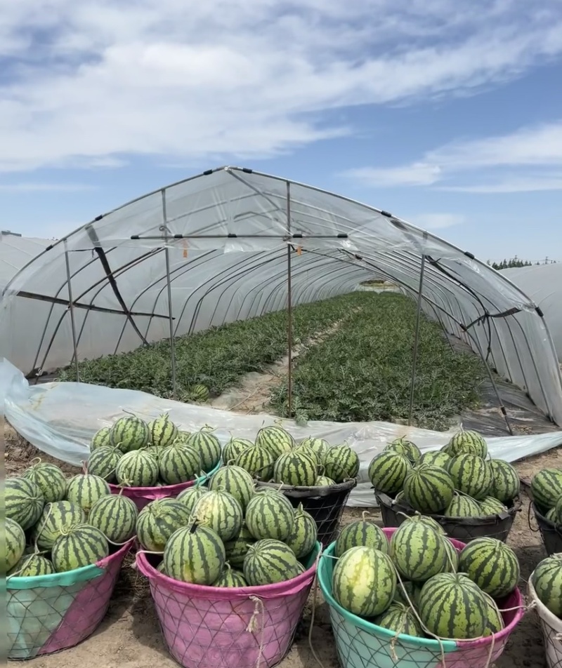 黑皮花皮甜王西瓜大量上市，想要优质货的老板联系我诚信合作